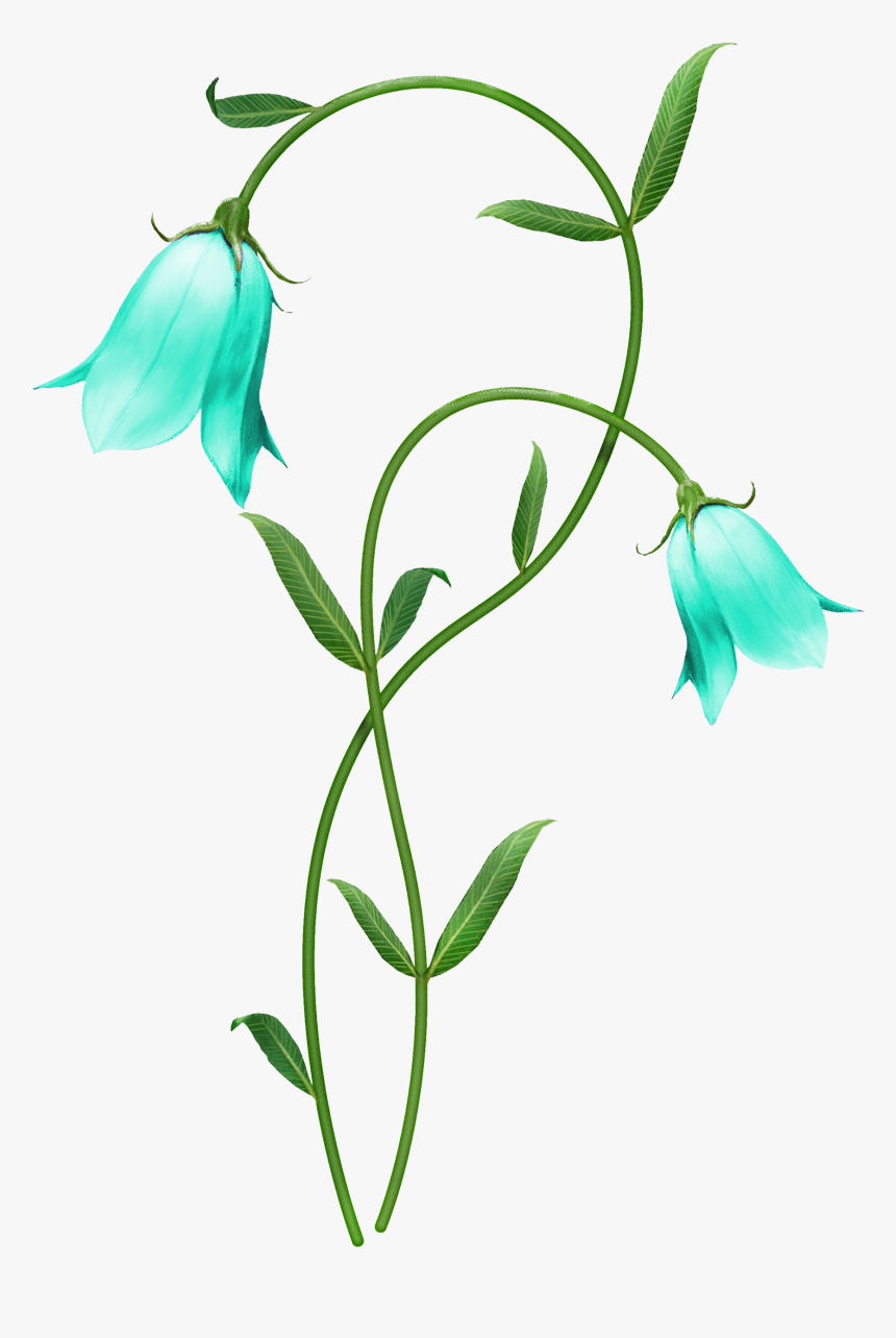 Blue Lily Flower Png, Transparent Png, Free Download