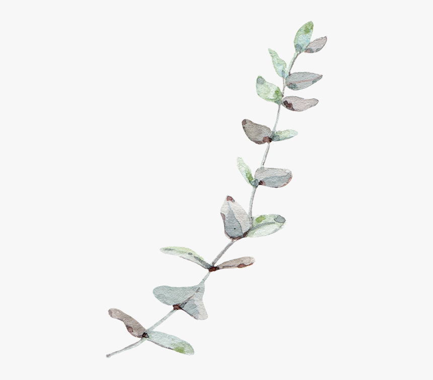 Eucalyptus Leaf Leaves Trees Gum Wind Nordic Clipart - Transparent Background Eucalyptus Png, Png Download, Free Download