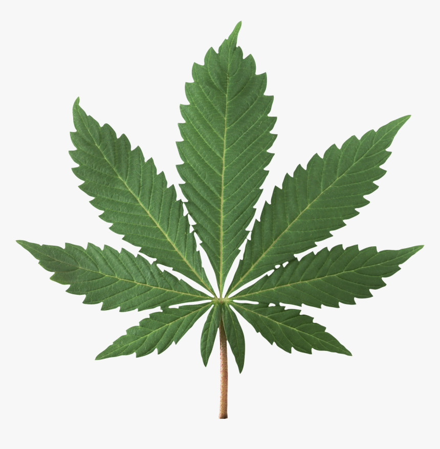 Cannabis-plant - High Res Pot Leaf, HD Png Download, Free Download