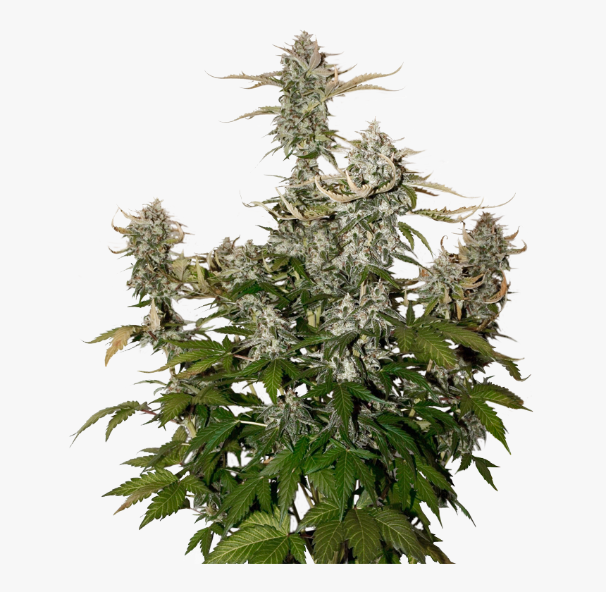 Candy Dawg Kush Autoflower - Og Candy Dawg Kush Auto Seedstockers, HD Png Download, Free Download