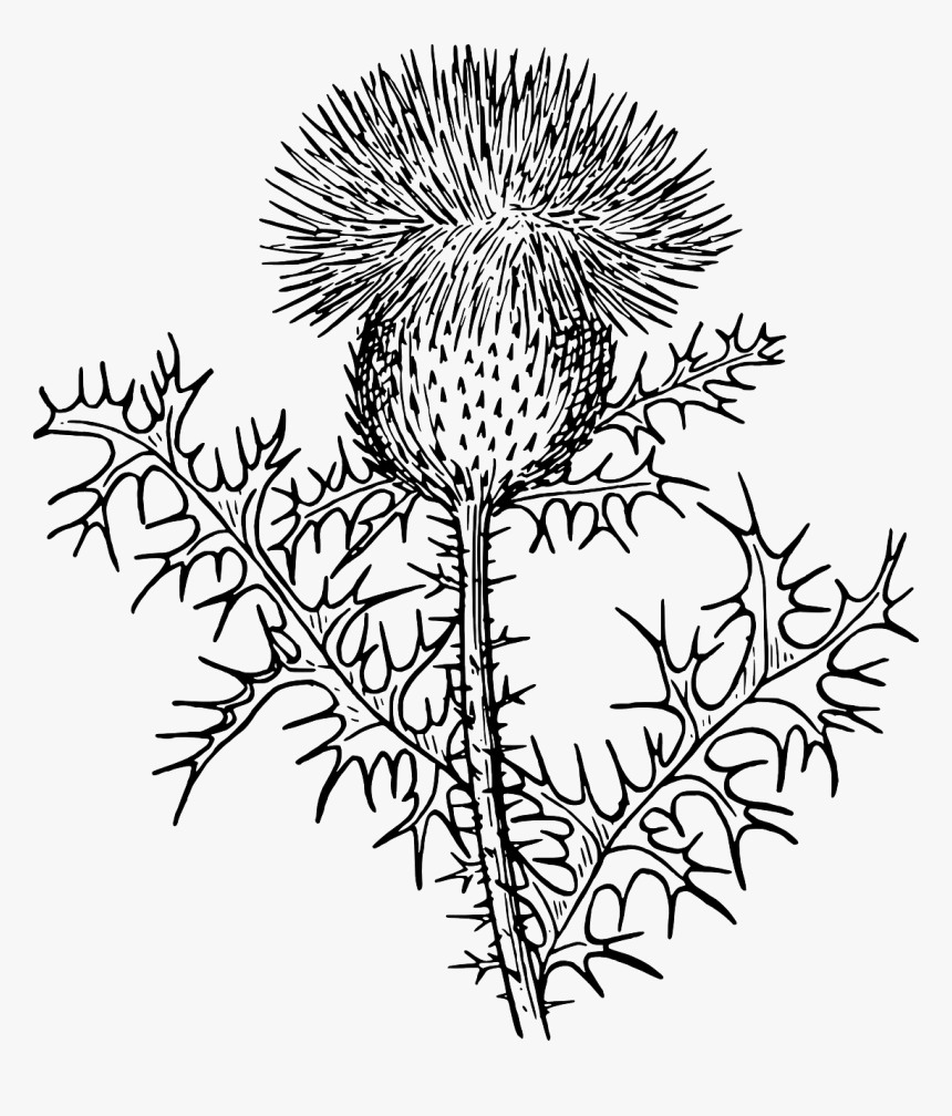Thistle Black And White Clipart Hd Png Download Kindpng