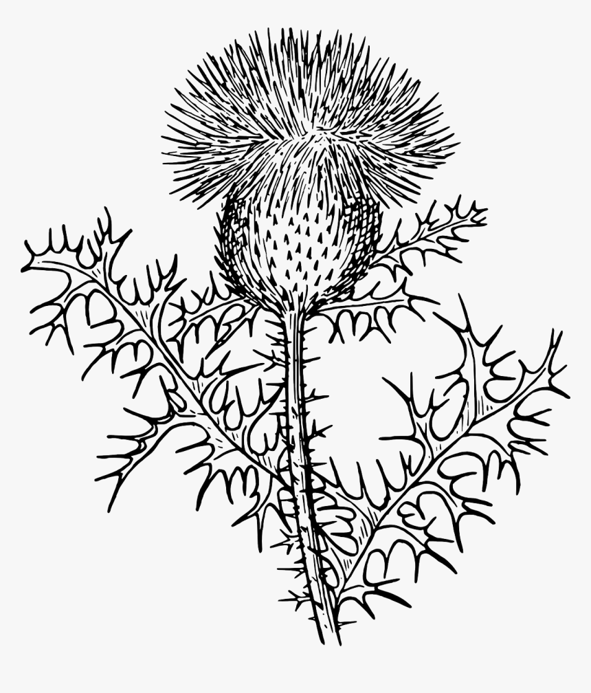 Thistle Black And White Clipart, HD Png Download, Free Download