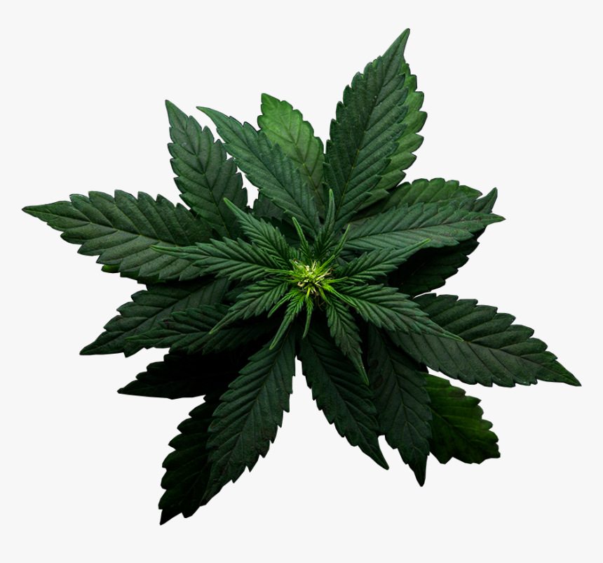 Cannabis, HD Png Download, Free Download