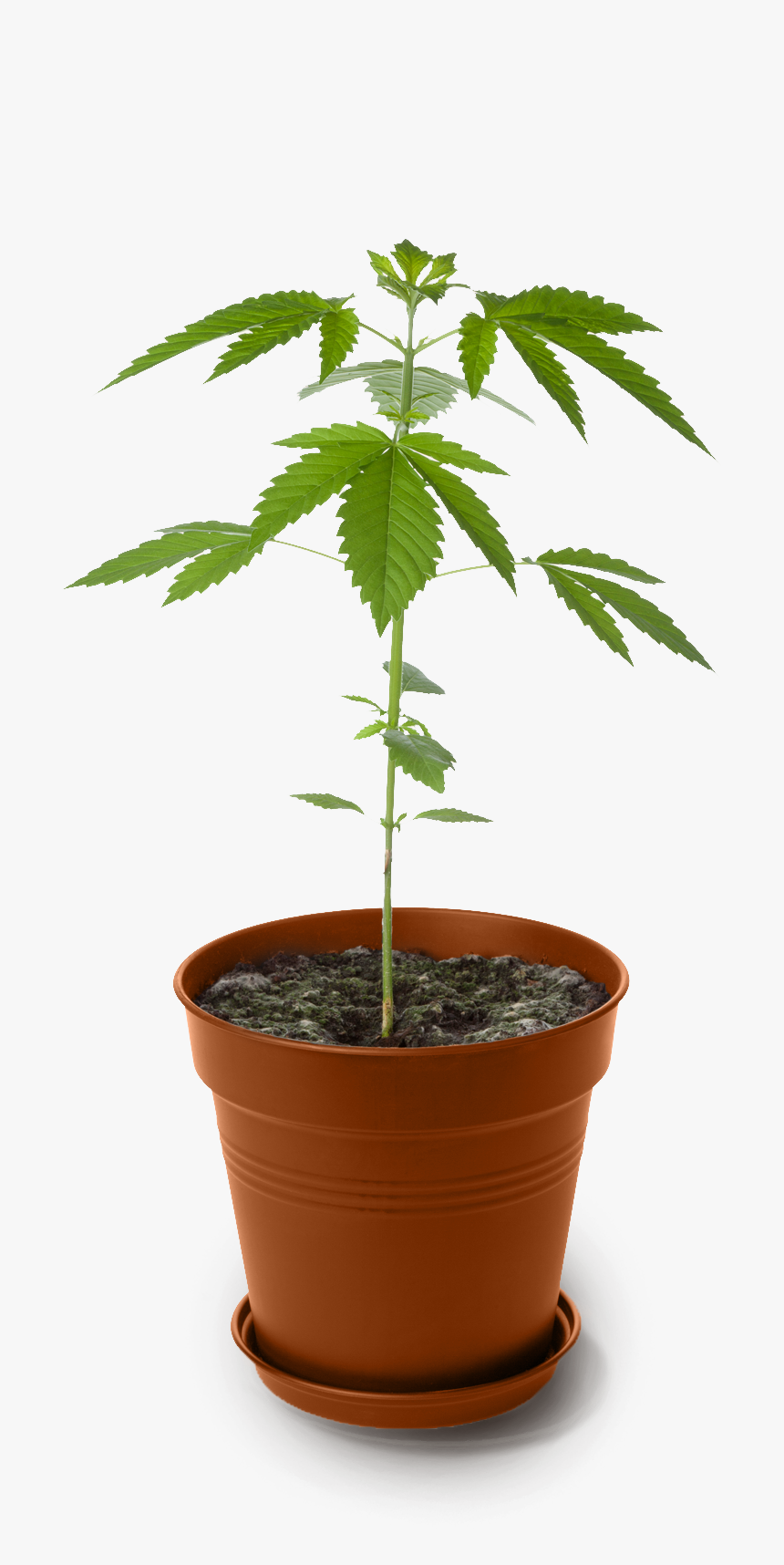 Smart Plant Sensor Cannabis, HD Png Download, Free Download