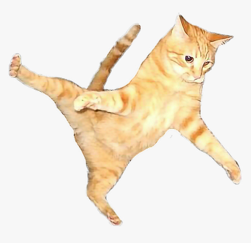 Cat Flying Flyingcat Orangecat Orange Color Play - Flying Cat No Background, HD Png Download, Free Download