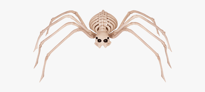 Skeleton Spider - Skeleton Spiders, HD Png Download, Free Download