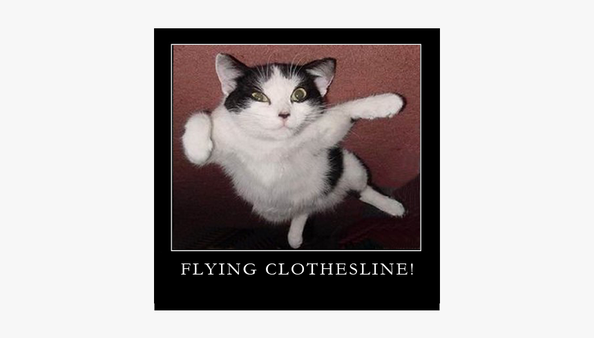 Flying Cat, HD Png Download, Free Download