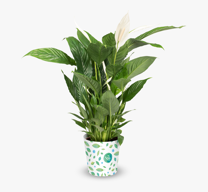 Spa-product - Transparent Background Peace Lily Png, Png Download, Free Download