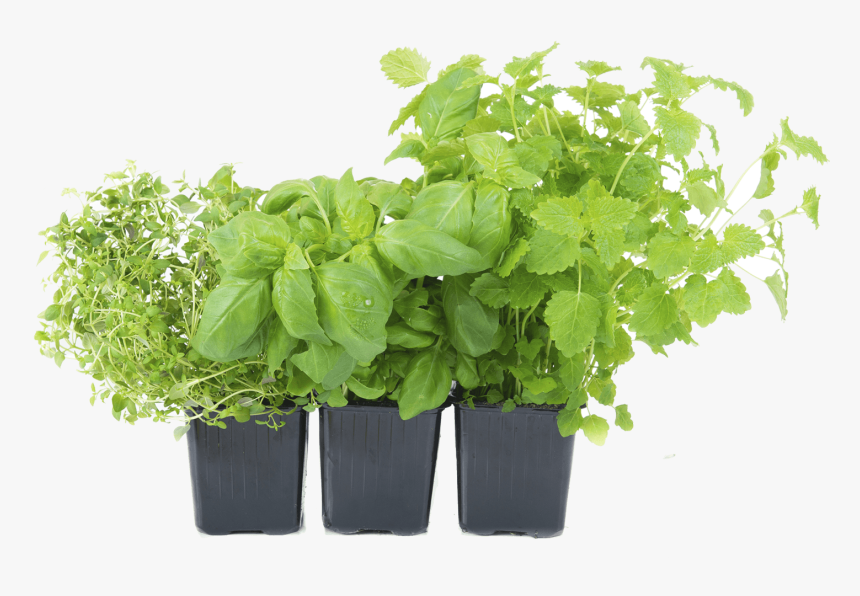 House Plant Png Download - Herbs Png, Transparent Png, Free Download