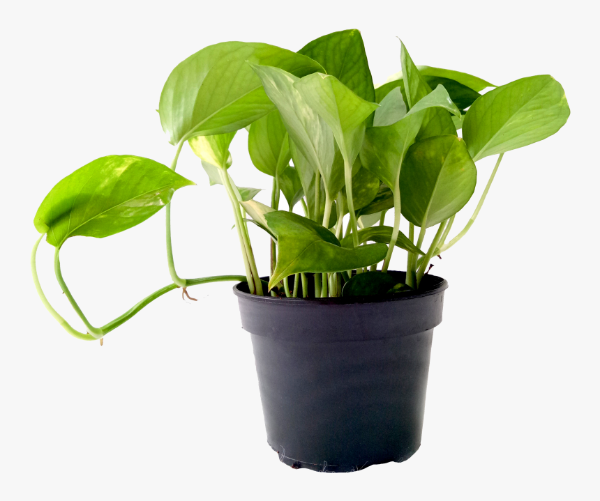 Transparent Money Plant Png, Png Download, Free Download