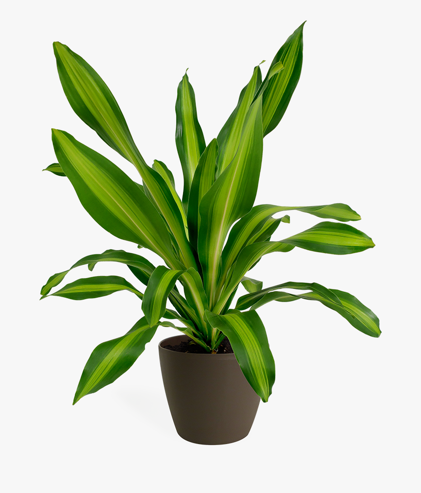 Houseplant, HD Png Download, Free Download