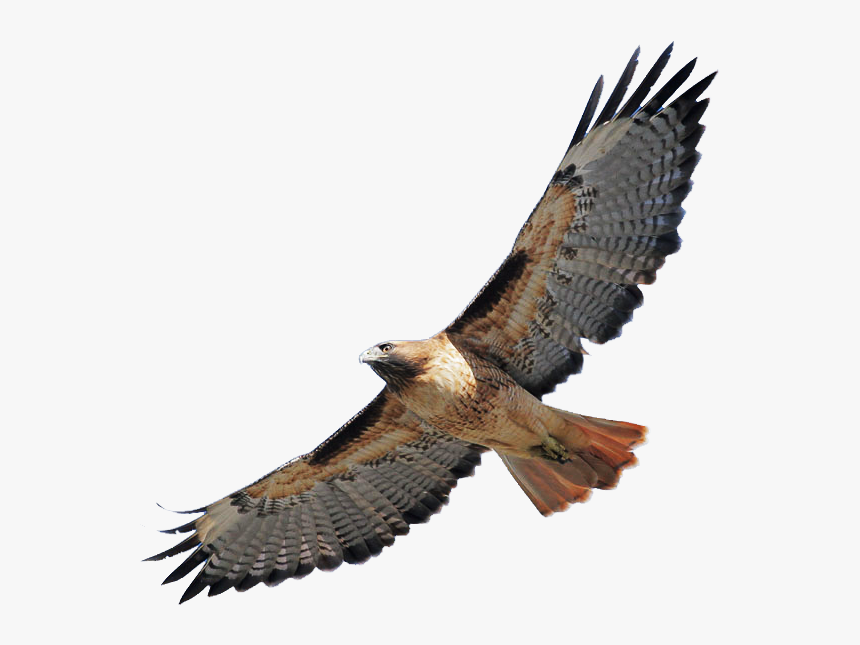 Hawk Transparent Png, Png Download, Free Download