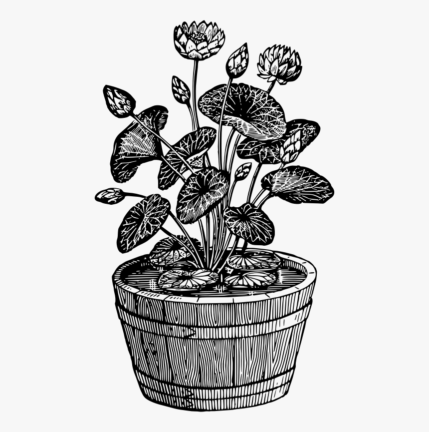 Visual Arts,plant,flora - Black And White Potted Plant, HD Png Download, Free Download