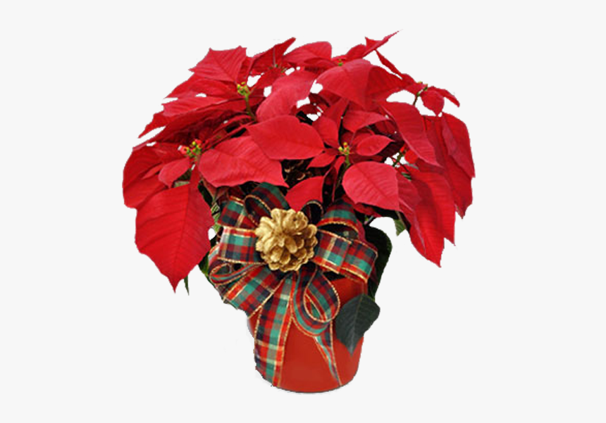 Poinsettia Christmas Gift Idea, HD Png Download, Free Download