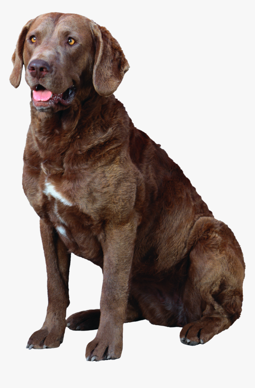 Labrador Retriever Png - Chesapeake Bay Retriever With A White Patch, Transparent Png, Free Download