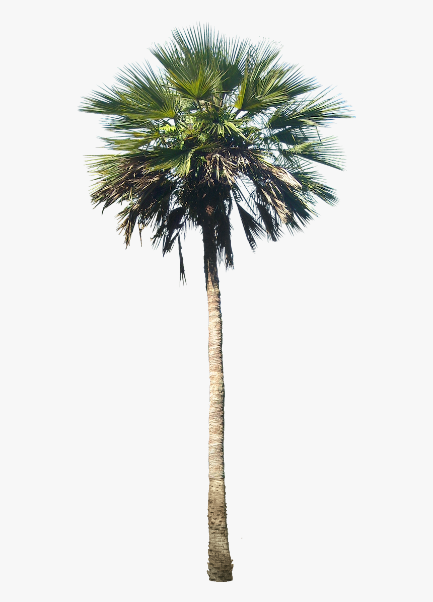 Palm Tree In Planter, HD Png Download, Free Download