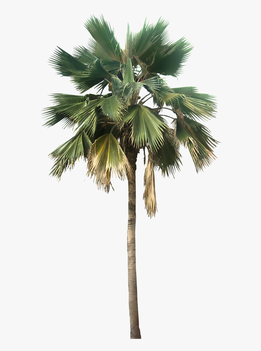 Washingtonia Palm Tree Png - Palm Tree Png, Transparent Png, Free Download