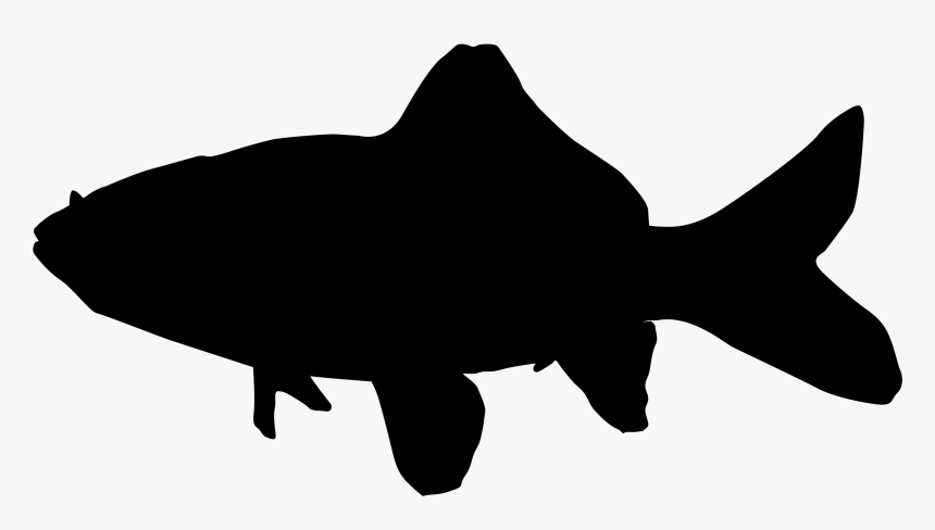 Common Goldfish Silhouette - Silhouette Trout Transparent Background, HD Png Download, Free Download
