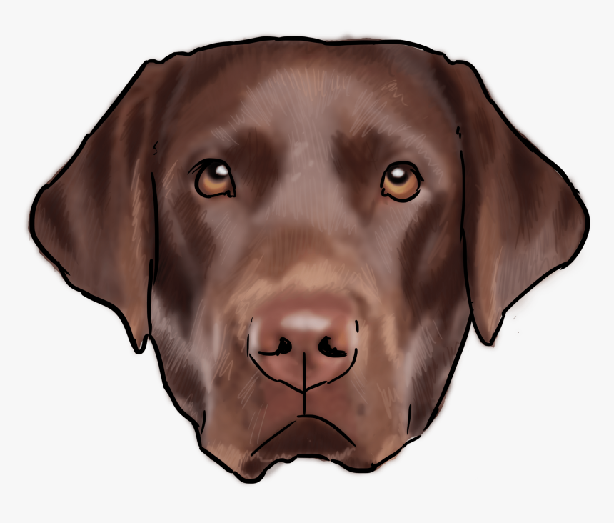Transparent Labrador Clipart Free - Transparent Puppy Labrador Retriever Png, Png Download, Free Download