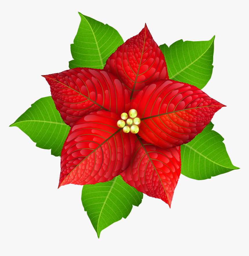 Gallery Free Pictures - Poinsettia Christmas Leaf, HD Png Download, Free Download