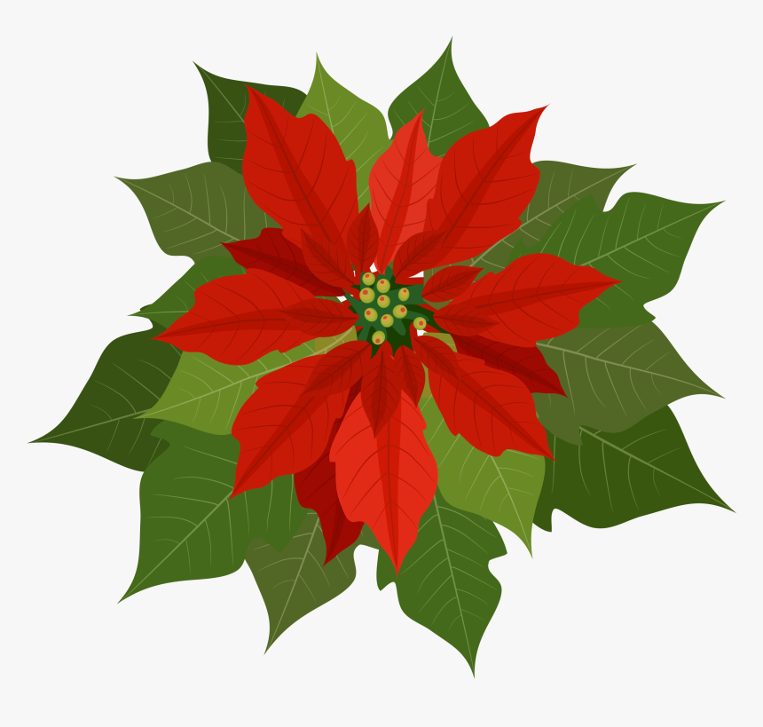 Christmas Poinsettia Png Clipart - Poinsettia Flowers, Transparent Png, Free Download