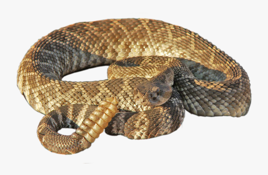 Rattlesnake Png - Rattle Snake No Background, Transparent Png, Free Download