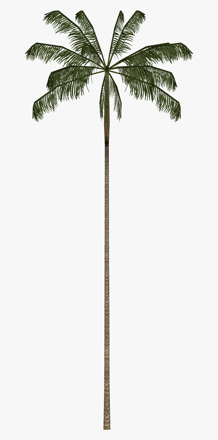 Borassus Flabellifer - Acai Palm Tree Png, Transparent Png, Free Download