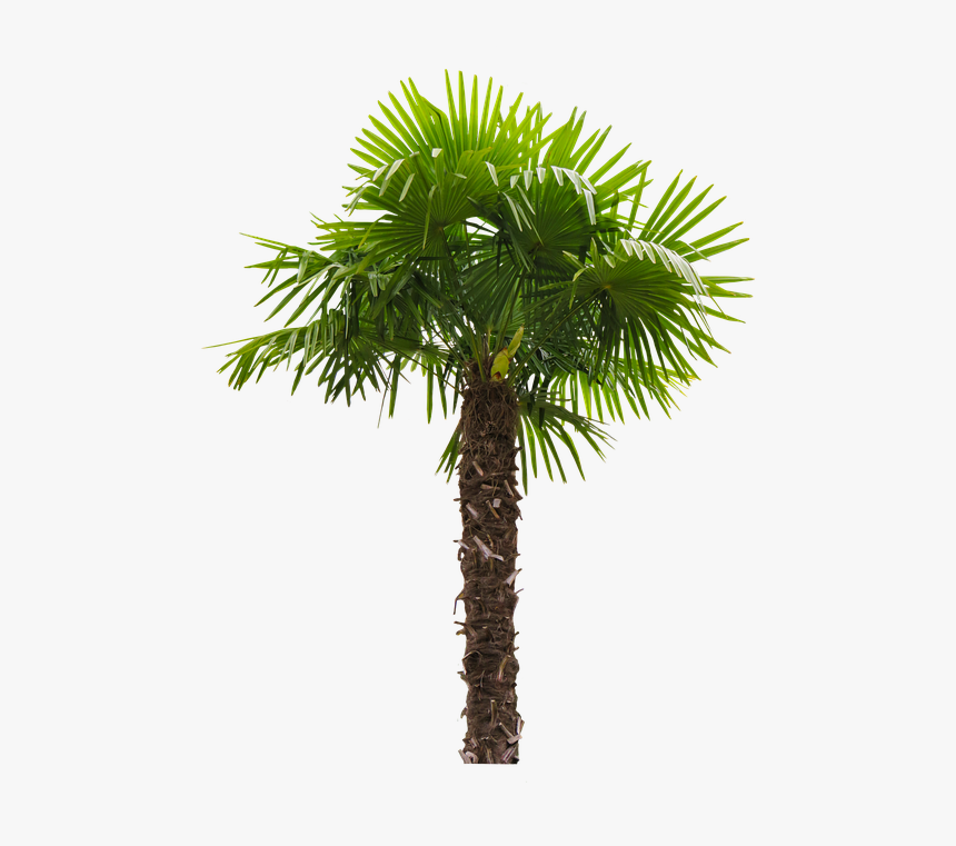 Fan Palm Trees - Palm Tree Washingtonia Filifera, HD Png Download, Free Download
