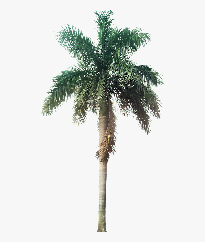 Transparent Background Palm Tree Png, Png Download, Free Download