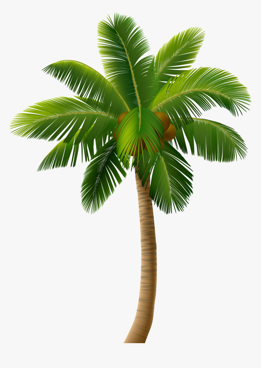 Transparent Black Palm Tree Png - Palm Tree Illustration Png, Png Download, Free Download