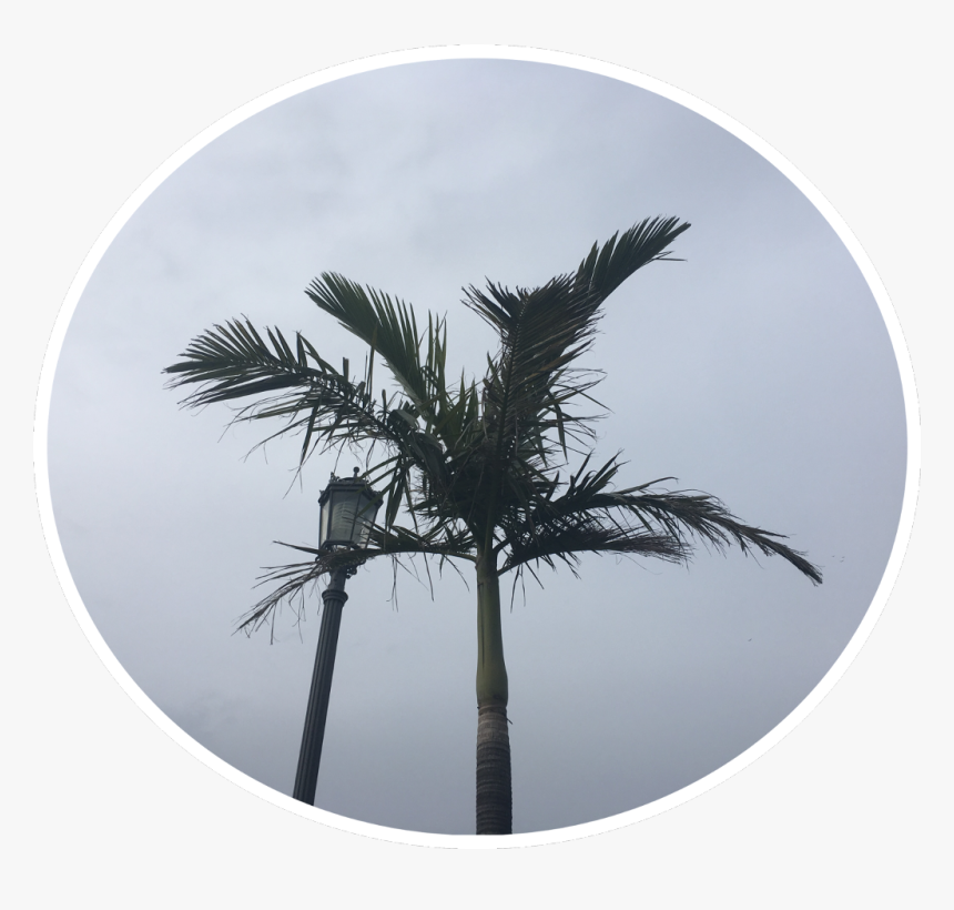 #palmtrees #pngstickerremix #pngstickers #png South - Desert Palm, Transparent Png, Free Download