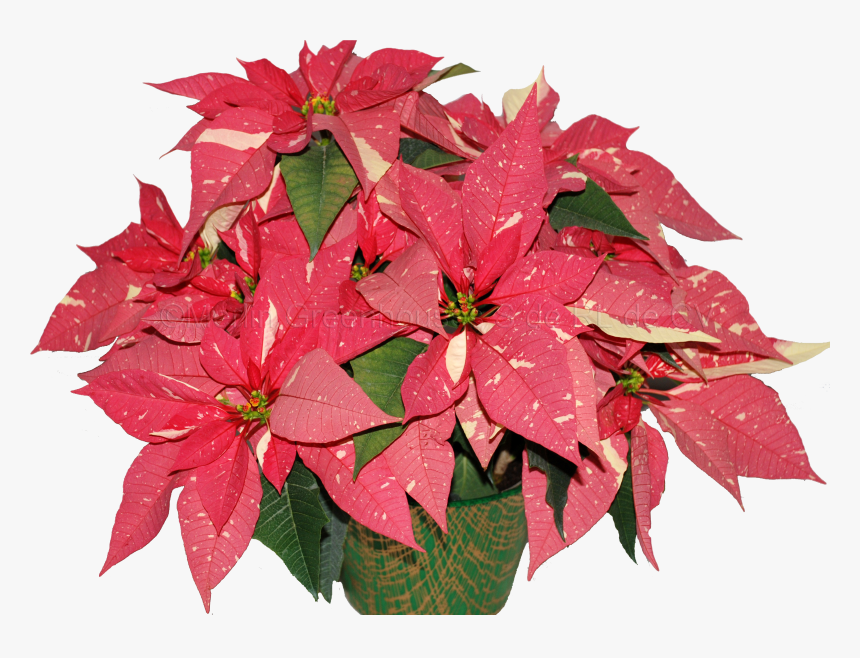 Clip Art Noche Buena Flower - Poinsettia, HD Png Download, Free Download