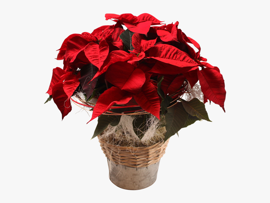 Poinsettia, HD Png Download, Free Download