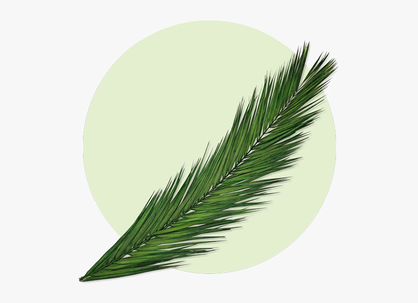 Evergreen, HD Png Download, Free Download