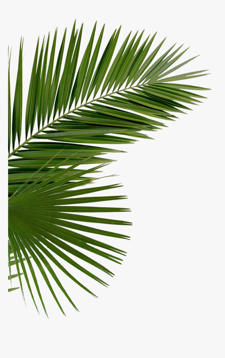 Party Png - Palm Tree Leaves Png Transparent, Png Download, Free Download