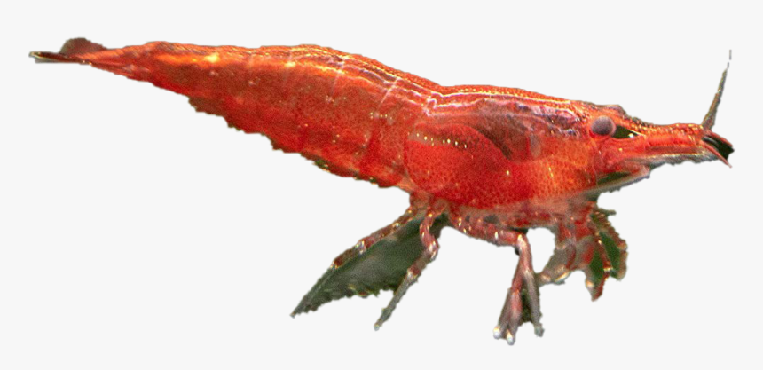 Cherry Shrimp Png Transparent Image - Caridean Shrimp, Png Download, Free Download