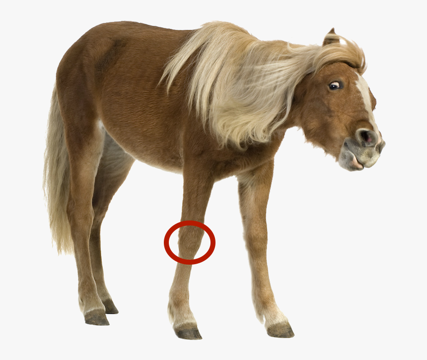 Funny Horse - Pony White Background, HD Png Download, Free Download