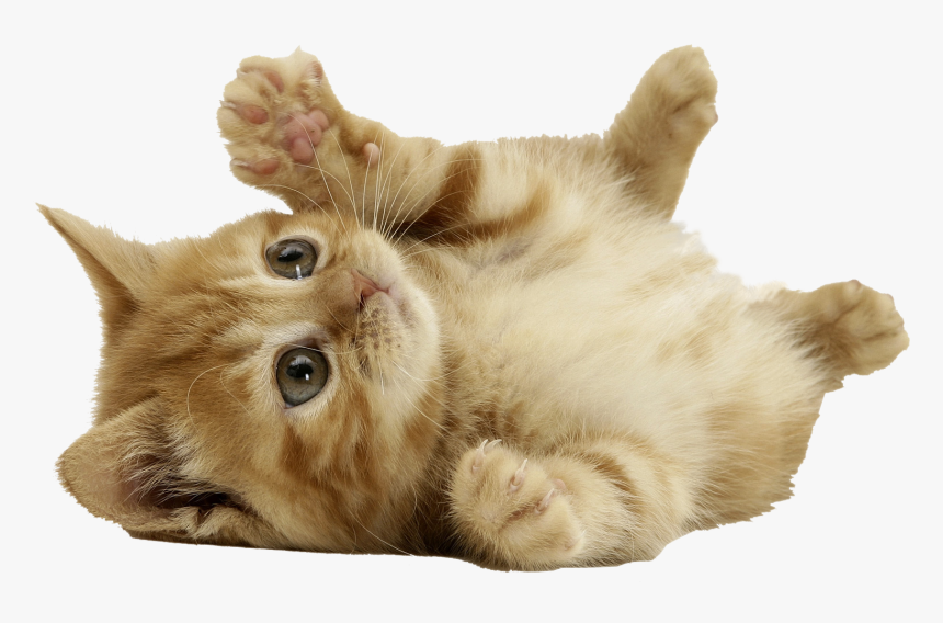 Download Cat Png - Cute Cat Transparent Background, Png Download, Free Download