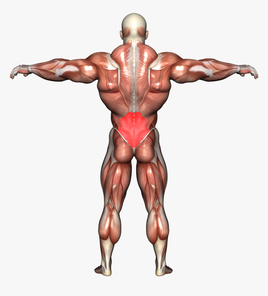 Back Day Workout, HD Png Download, Free Download