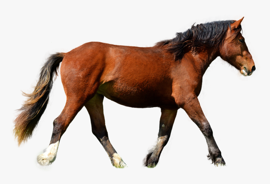 Horse, Isolated, Brown, Animal, Brown Horse, Mane, - Png Hewan Kuda, Transparent Png, Free Download