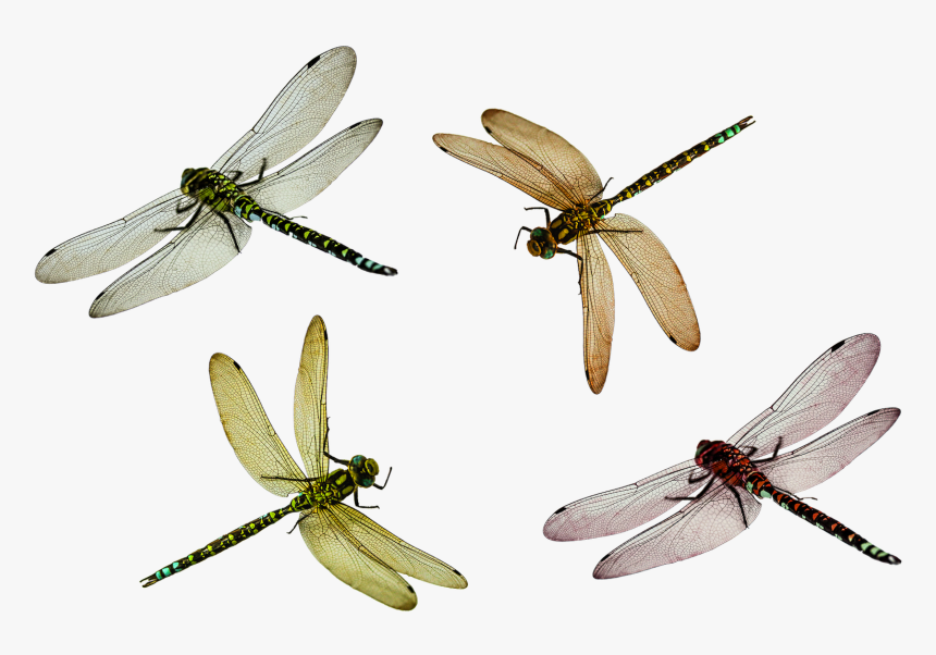 Flying Bug Png - Transparent Dragonfly, Png Download, Free Download