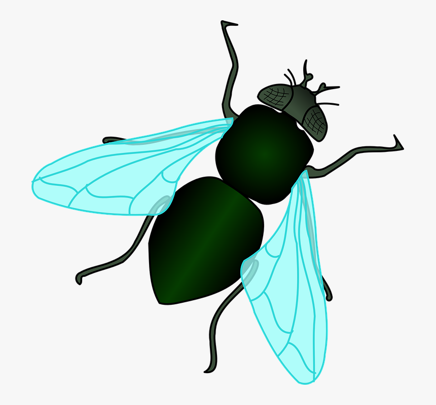 Fly, Bug, Insect - House Fly Clipart, HD Png Download, Free Download