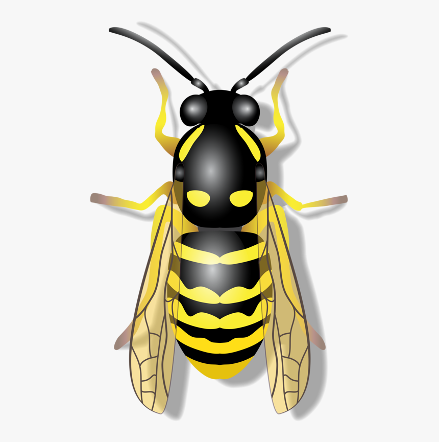 Abeille Png, Transparent Png, Free Download