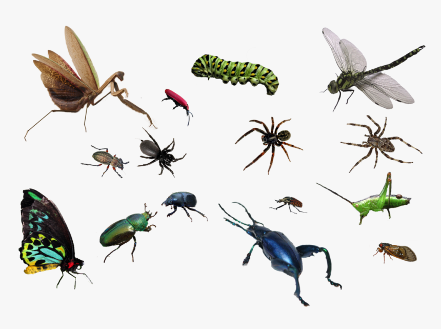 Bug Png Image - Bug Png, Transparent Png, Free Download