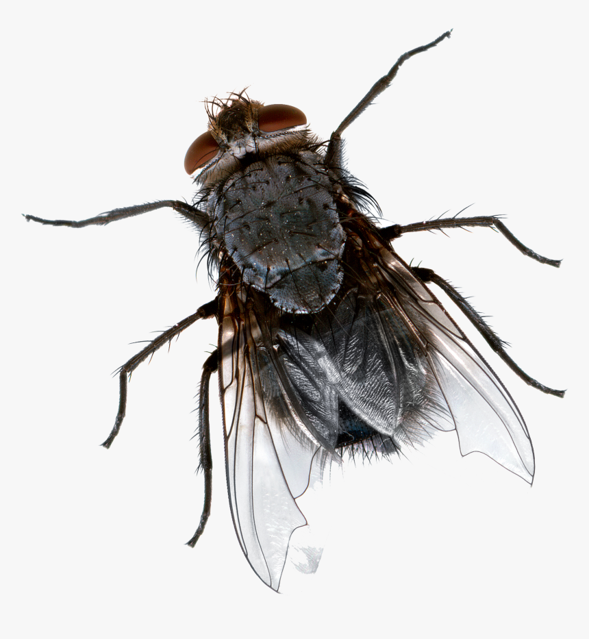 Insect Cockroach Fly-killing Device Mosquito - House Fly Top View, HD Png Download, Free Download