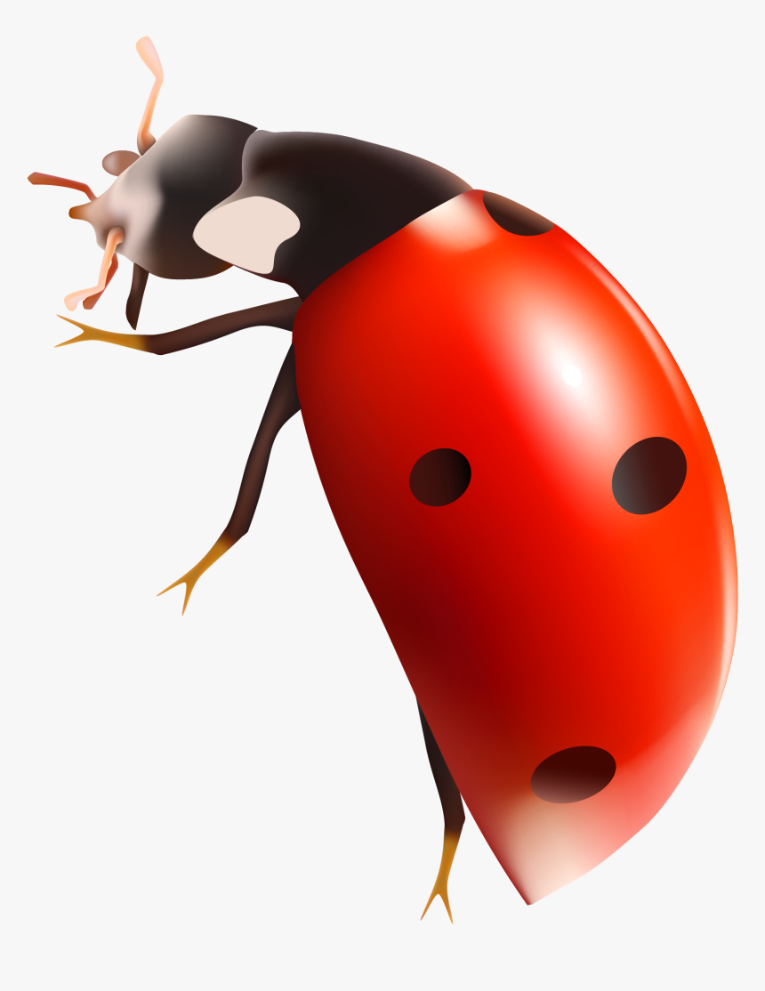 Download Bug Png - Lady Bug Gif Png, Transparent Png, Free Download