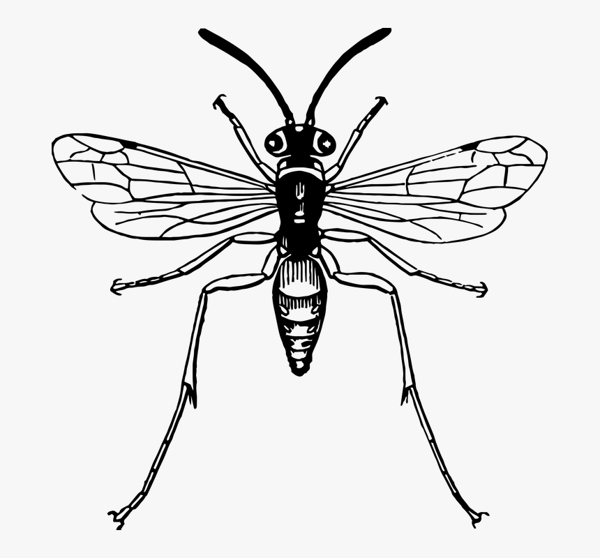 Insect, Bug, Flying, Wing, Wild, Delicate, Outdoors - Rhagio Scolopaceus, HD Png Download, Free Download