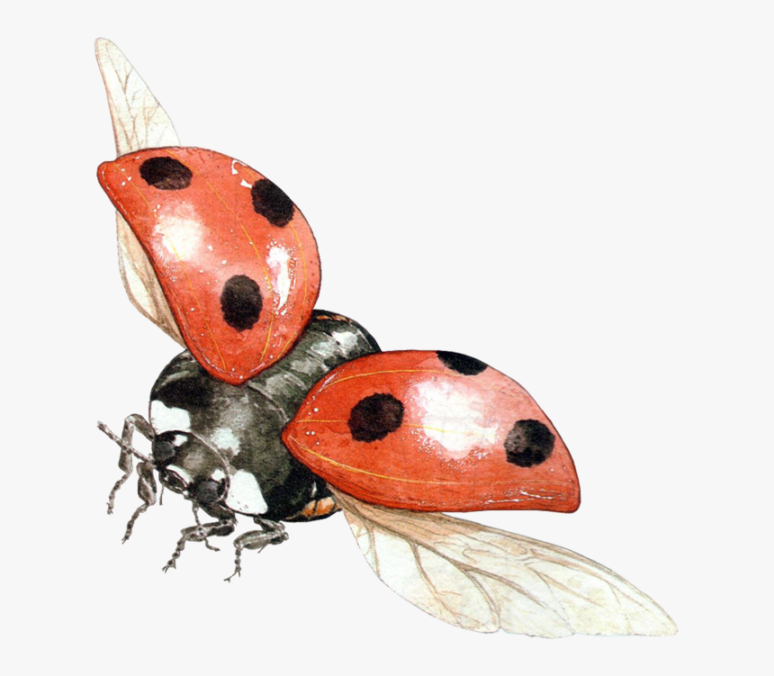 Best Free Ladybug In Png - Transparent Background Ladybugs Png, Png Download, Free Download