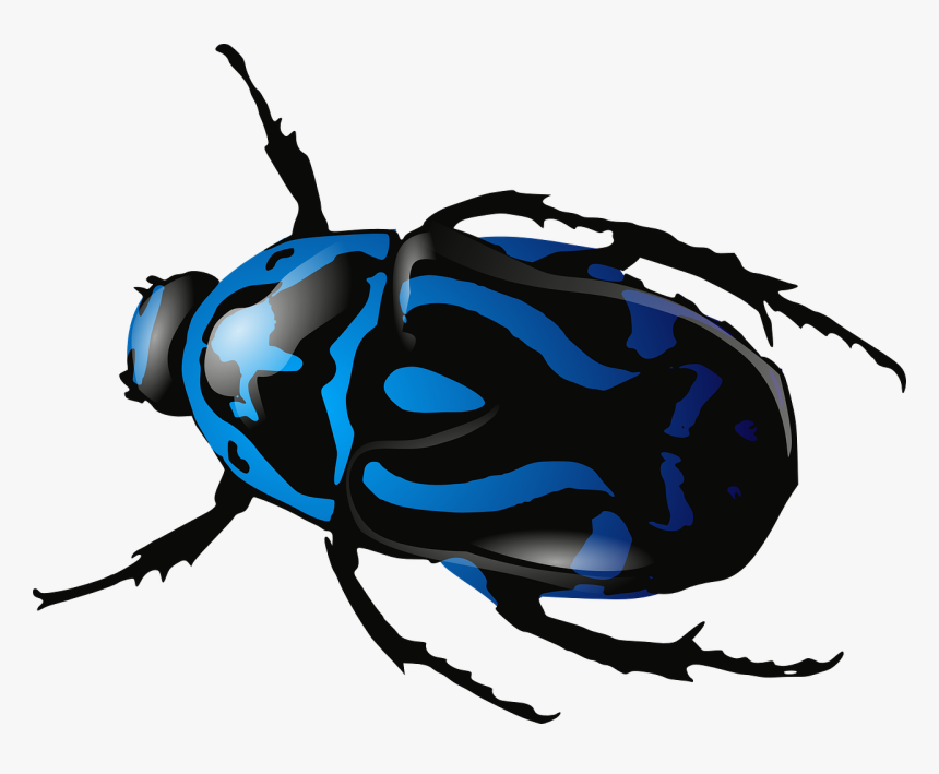 Beetle Insect Bug, HD Png Download, Free Download