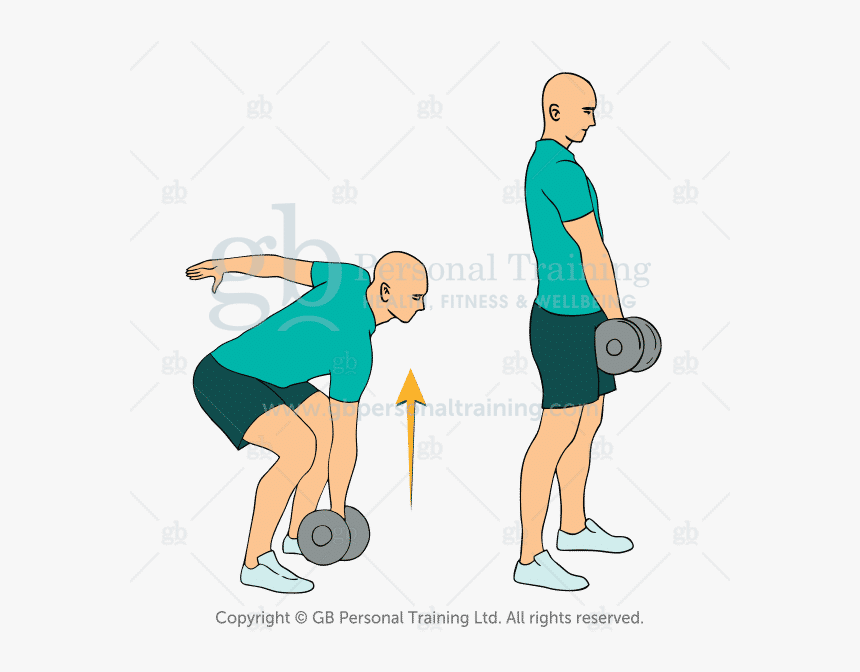 Dumbbell Deadlift Exercise, HD Png Download, Free Download